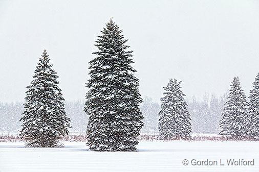 Pines In Snowstorm_32566.jpg - Photographed at Smiths Falls, Ontario, Canada.